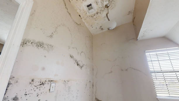 Best Industrial Mold Remediation  in Follansbee, WV