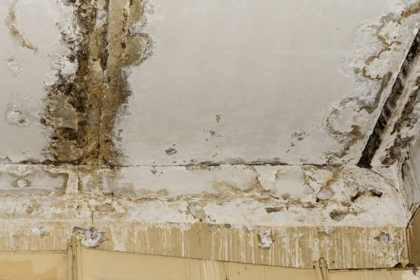 Best Mold Remediation for Healthcare Facilities  in Follansbee, WV