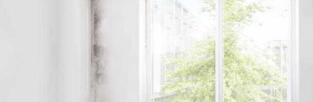 Best Post-Construction Mold Inspection  in Follansbee, WV