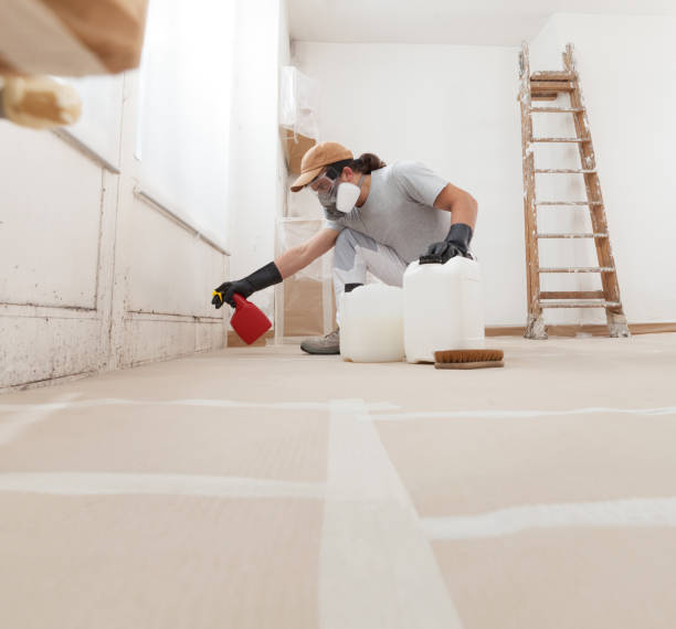 Best Black Mold Removal  in Follansbee, WV