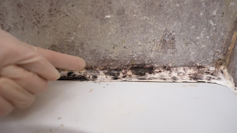 Best Crawl Space Mold Remediation  in Follansbee, WV