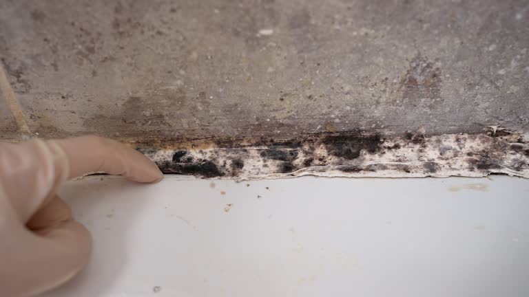 Best Forensic Mold Investigation  in Follansbee, WV